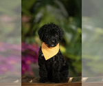 Puppy 9 Schnoodle (Giant)