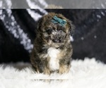 Small Photo #36 Poodle (Miniature) Puppy For Sale in WARSAW, IN, USA