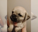 Small #2 Poodle (Toy)-Pug Mix