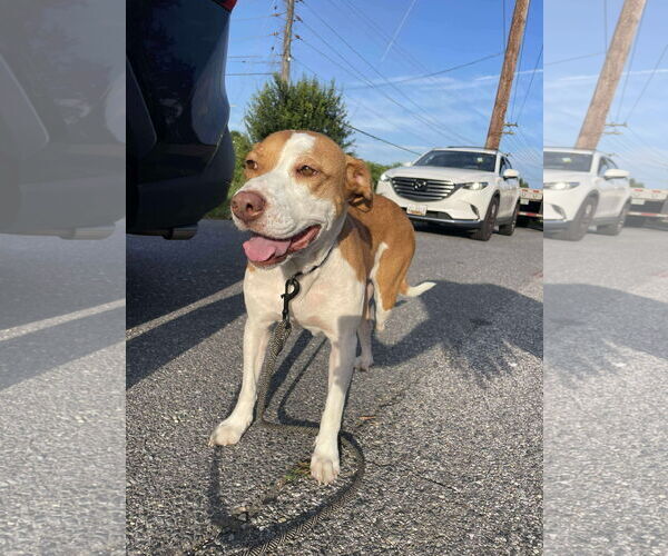Medium Photo #7 Labrador Retriever-Unknown Mix Puppy For Sale in Derwood, MD, USA