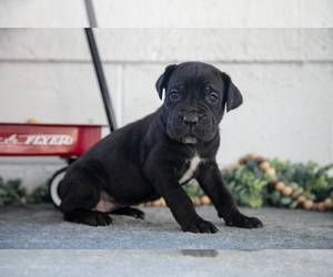 Medium Cane Corso