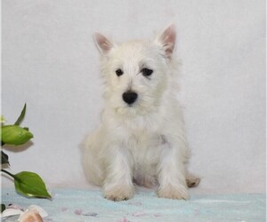West Highland White Terrier Puppy for sale in ROMNEY, WV, USA