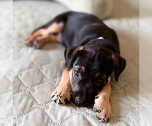 Winslow - Male Mutt Dog for Adoption - Photo #2