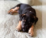 Small Photo #2 Mutt Puppy For Sale in Claremore, OK, USA