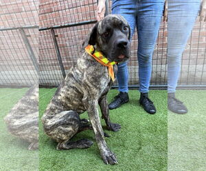 Mastiff Dogs for adoption in Goodyear, AZ, USA