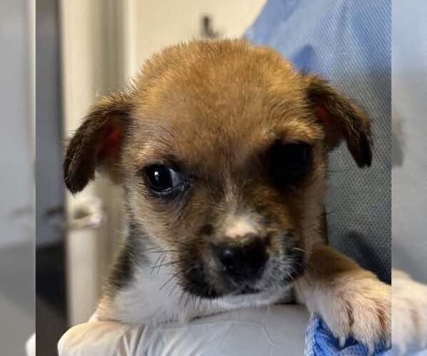 Medium Photo #4 Chihuahua-Unknown Mix Puppy For Sale in Corona, CA, USA