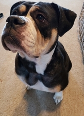 Mother of the Olde English Bulldogge puppies born on 02/15/2018