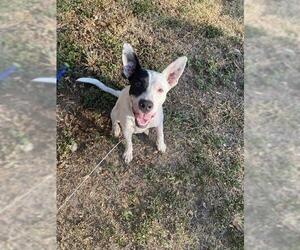 American Staffordshire Terrier-Unknown Mix Dogs for adoption in San Antonio, TX, USA