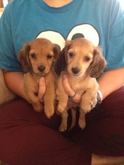 Dachshund Puppy for sale in COUNCIL BLUFFS, IA, USA