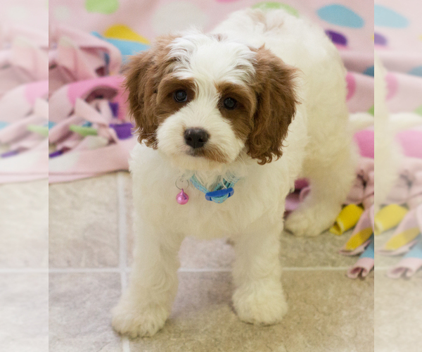 Medium Photo #4 Cavapoo Puppy For Sale in BAY VIEW, WI, USA