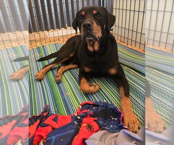 Medium Photo #1 Rottweiler Puppy For Sale in San Antonio, TX, USA