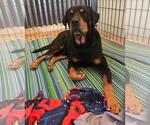 Duke - Male Rottweiler Dog for Adoption - Small photo