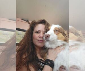 Mother of the Miniature Australian Shepherd puppies born on 10/24/2025