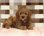 Small #1 Cavapoo (Miniature)