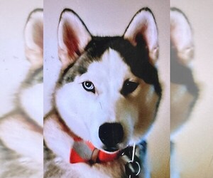 Siberian Husky Puppy for sale in VINCENNES, IN, USA