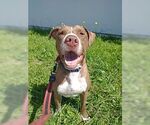 Small #1 American Staffordshire Terrier-Rottweiler Mix