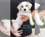 Puppy Puppy 2 Maltese-Maltipoo Mix