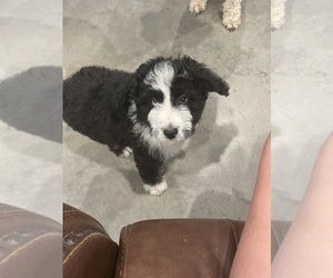 Aussiedoodle Puppy for sale in REEDS SPRING, MO, USA
