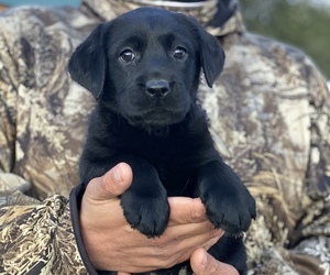Labrador Retriever Puppy for sale in GERBER, CA, USA