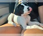 Small #1 Great Dane