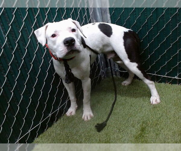 Medium Photo #1 Mutt Puppy For Sale in Downey, CA, USA