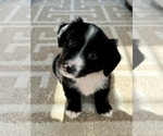 Small Australian Shepherd Mix