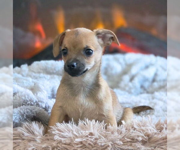 Medium Photo #4 Chihuahua-Unknown Mix Puppy For Sale in Chino Hills, CA, USA