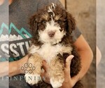 Small #2 Bernedoodle (Miniature)