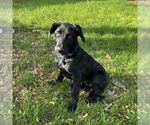 Small #1 Labrador Retriever Mix