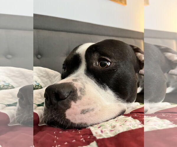 Medium Photo #7 American Pit Bull Terrier Puppy For Sale in Rockville, MD, USA