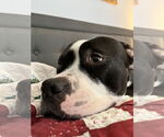 Small #6 American Pit Bull Terrier