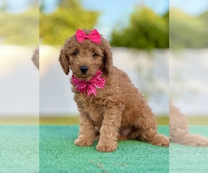 Goldendoodle (Miniature) Puppy for sale in FROSTPROOF, FL, USA
