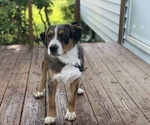 Small #2 Australian Cattle Dog-Great Pyrenees Mix