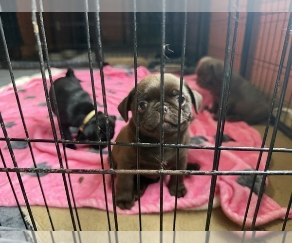 Medium Photo #5 Pug Puppy For Sale in BLOOMINGTON, IL, USA
