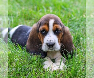 Basset Hound Puppy for sale in MANHEIM, PA, USA