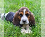 Image preview for Ad Listing. Nickname: Lily