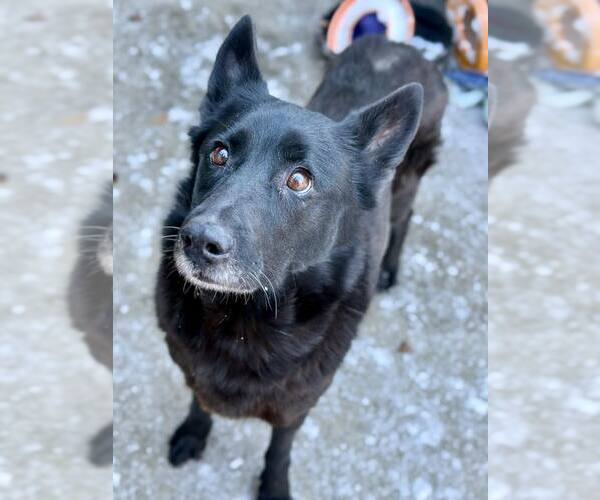 Medium Photo #3 German Shepherd Dog-Unknown Mix Puppy For Sale in Crete, IL, USA