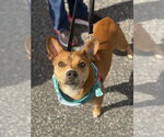 Small #14 Boston Terrier Mix
