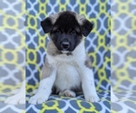 Small Photo #2 Akita Puppy For Sale in LANCASTER, PA, USA