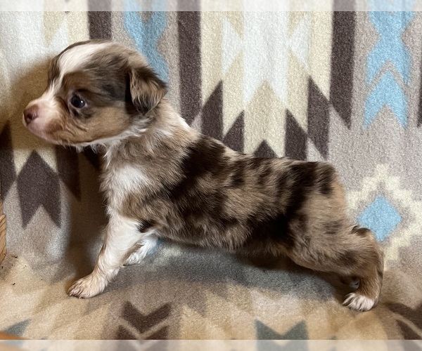Medium Photo #5 Miniature Australian Shepherd Puppy For Sale in FORT MORGAN, CO, USA
