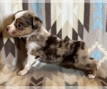 Small #4 Miniature Australian Shepherd