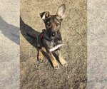 Small Photo #11 German Shepherd Dog-Unknown Mix Puppy For Sale in West Hollywood, CA, USA