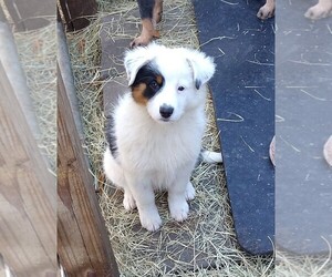 Texas Heeler Puppy for sale in RIDGELAND, SC, USA