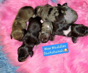 Dachshund Puppy for Sale in WALLACE, California USA
