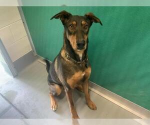 Doberman Pinscher-Unknown Mix Dogs for adoption in Visalia, CA, USA