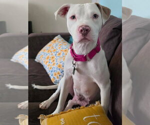 Mutt Dogs for adoption in Clarkston, MI, USA