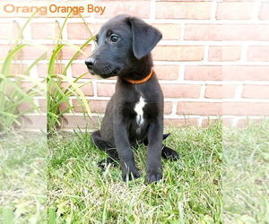 Australian Shepherd-English Cream Golden Retriever Mix Puppy for sale in CLEARVILLE, PA, USA
