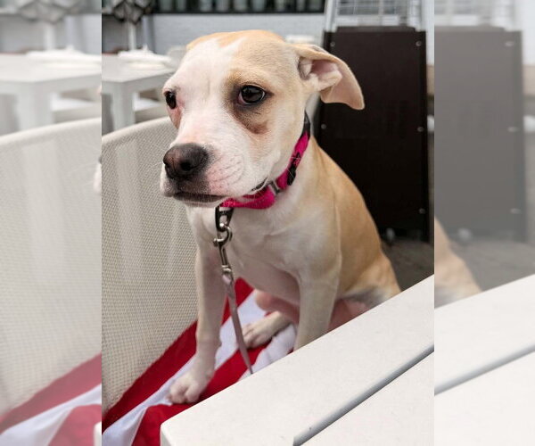 Medium Photo #15 Mutt Puppy For Sale in New York, NY, USA