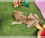 Small #12 Catahoula Leopard Dog