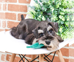 Small Photo #18 Schnauzer (Miniature) Puppy For Sale in SYRACUSE, IN, USA